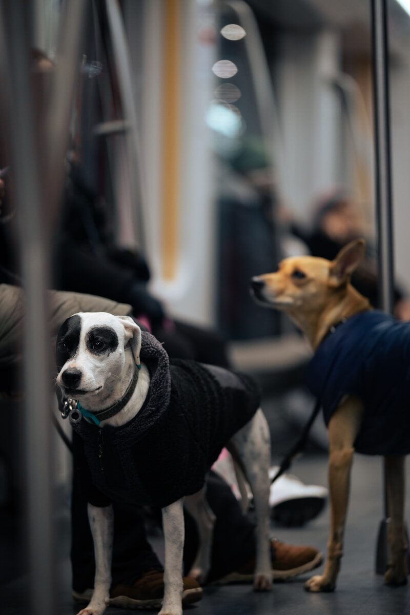 A couple of dogs sitting on top of a train