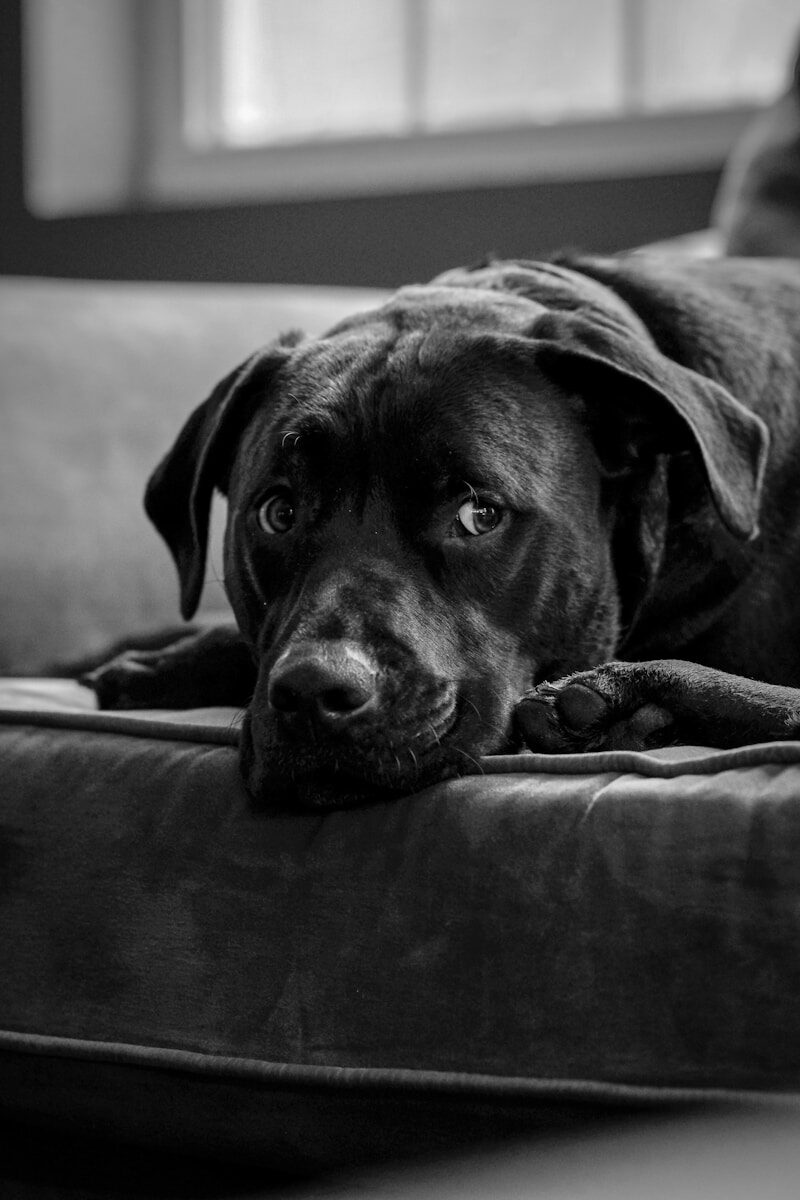 a large black dog laying on top of a couch